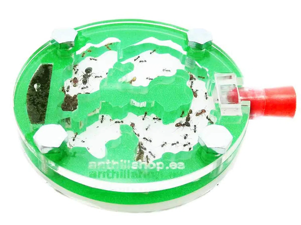 Hormiguero 6 x 6 Circular Espuma acrílico Verde (con Hormigas Gratis).