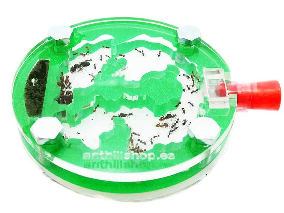 Hormiguero 6 x 6 Circular Espuma acrílico Verde (con Hormigas Gratis).
